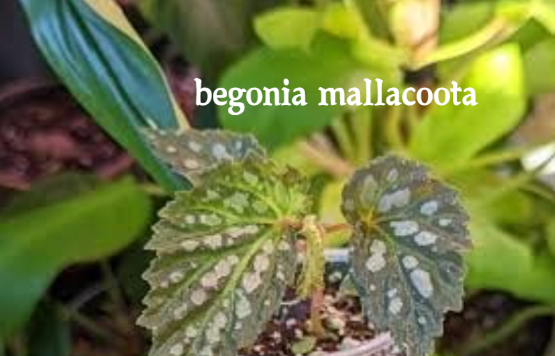 Begonia Mallacoota